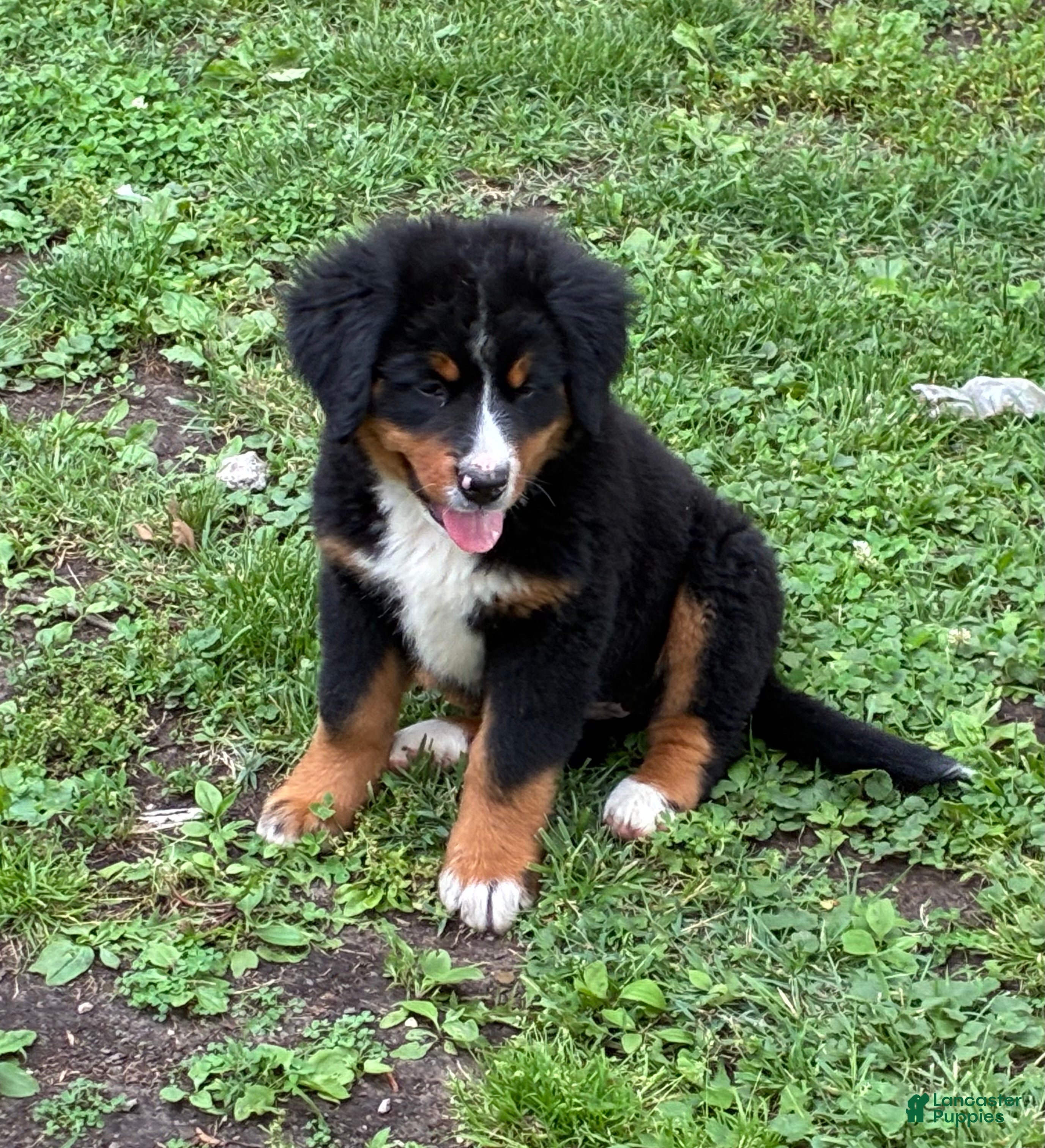 Bernese Mountain Dog dogs Bernese Mountain Dog Puppy 3 - Ad 1