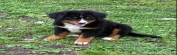 Bernese Mountain Dog dogs for sale: Bernese Mountain Dog Puppy 3 - Ad 1