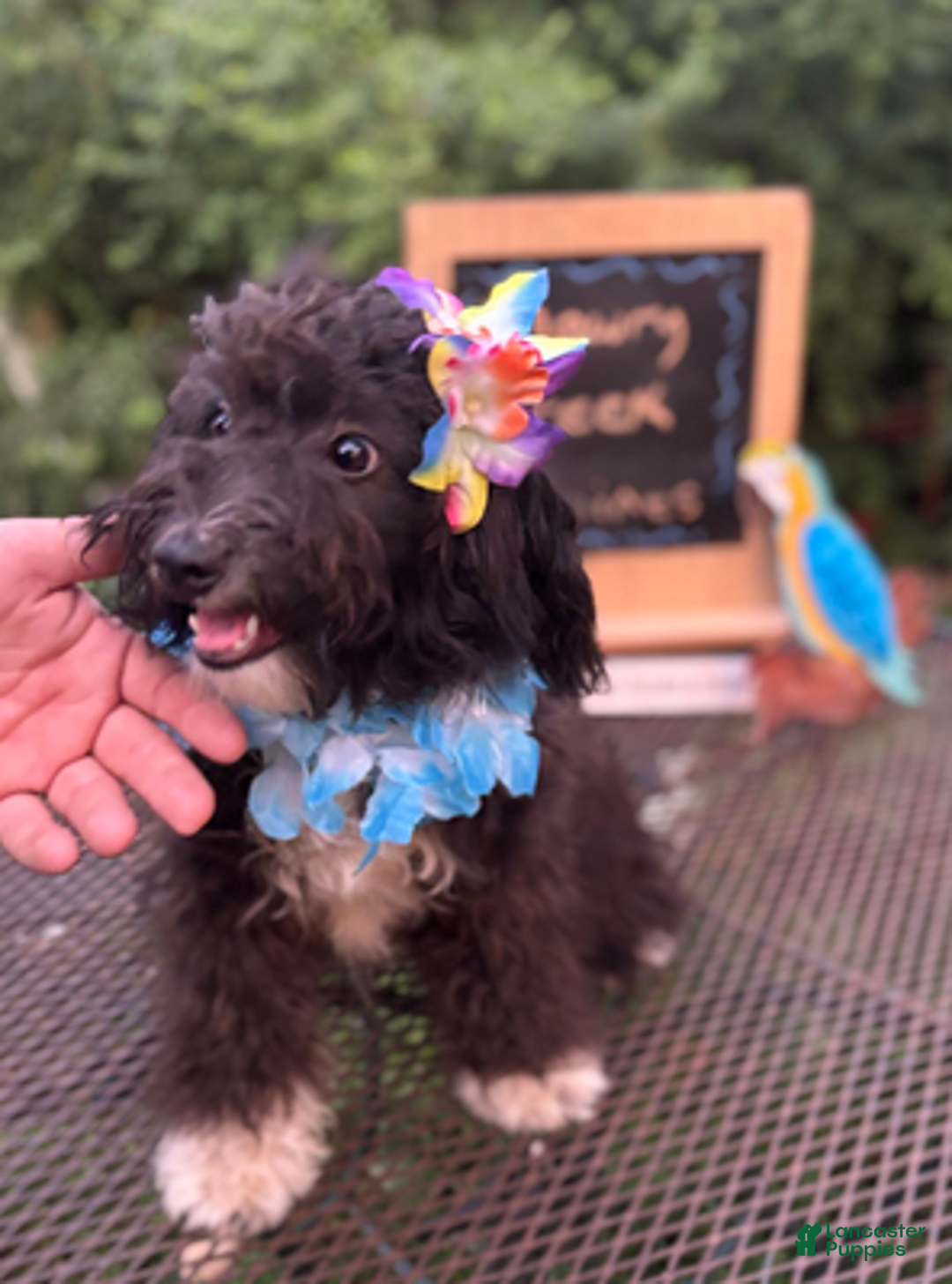 Aussiedoodle dogs for sale: Violet - Ad 6