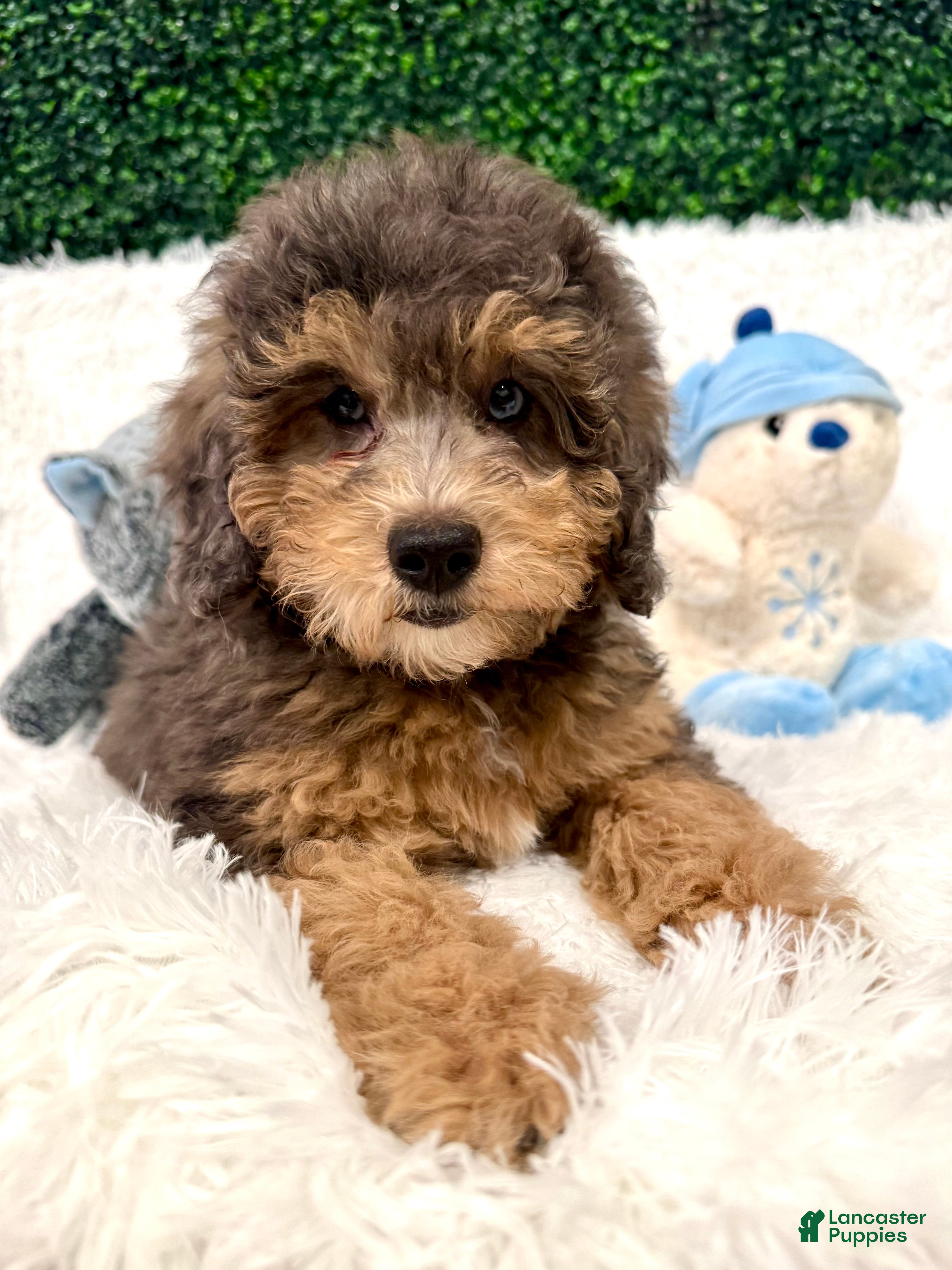 Mini Goldendoodle dogs Basil - Ad 36