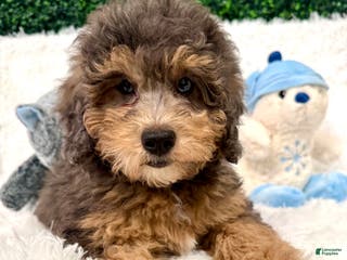 Mini Goldendoodle dogs Basil - Ad 18