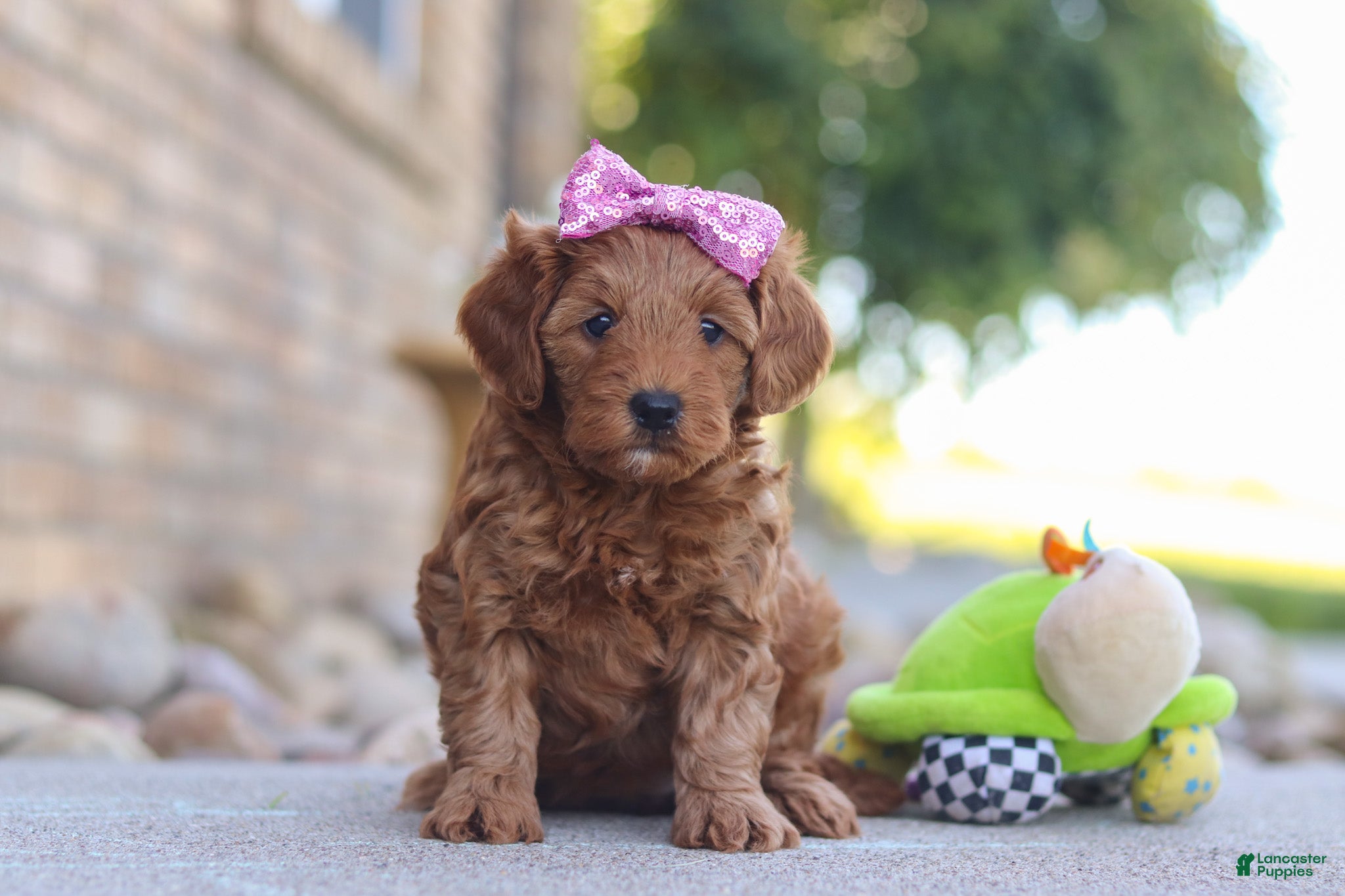 Mini Goldendoodle dogs Evalyn - Ad 2