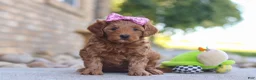 Mini Goldendoodle dogs for sale: Evalyn - Ad 2