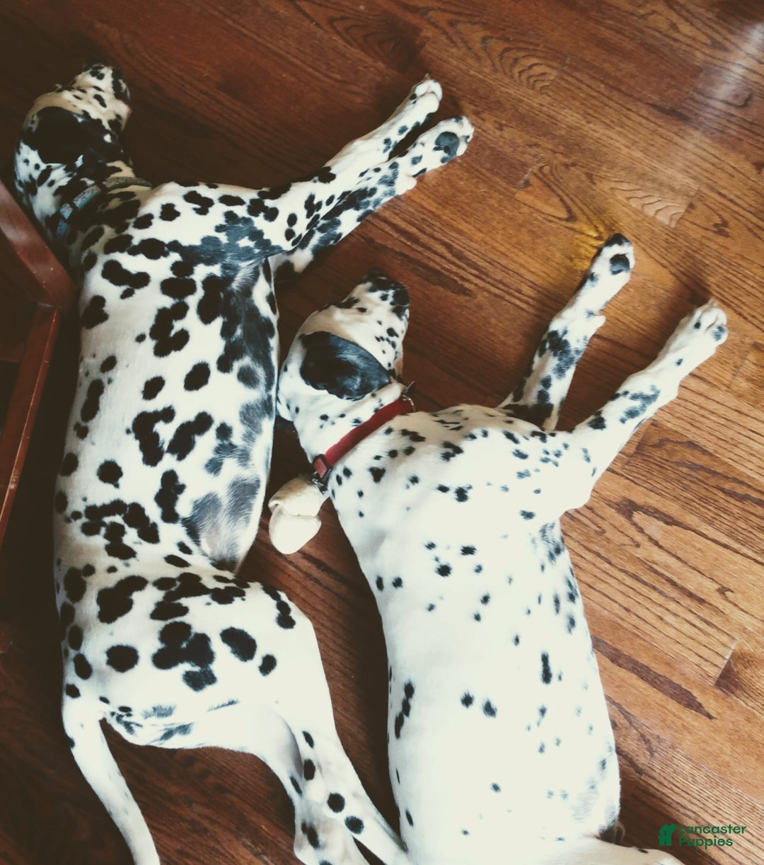 Gallery Image {{count}}