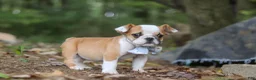 Beabull dogs for sale: Otis - Ad 5