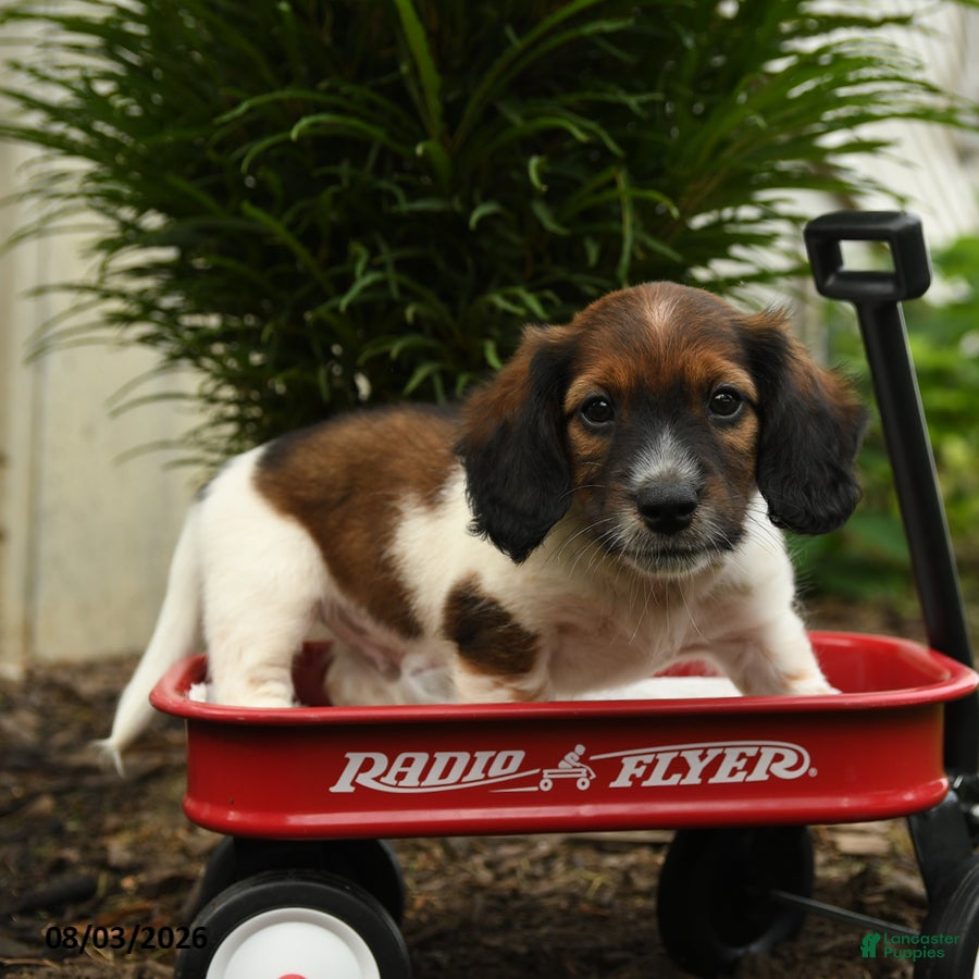 Mixed Breed dogs Archie - Ad 2