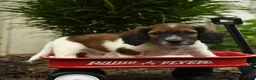 Mixed Breed dogs for sale: Archie - Ad 2