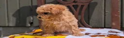 Miniature Poodle dogs for sale: Sparky - Ad 5