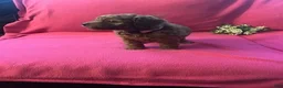 Cockapoo dogs for sale: Maple - Ad 5