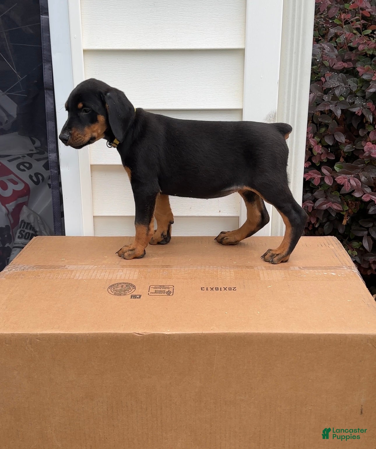 Doberman Pinscher dogs Ava - Ad 7