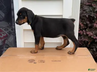 Doberman Pinscher dogs Ava - Ad 2