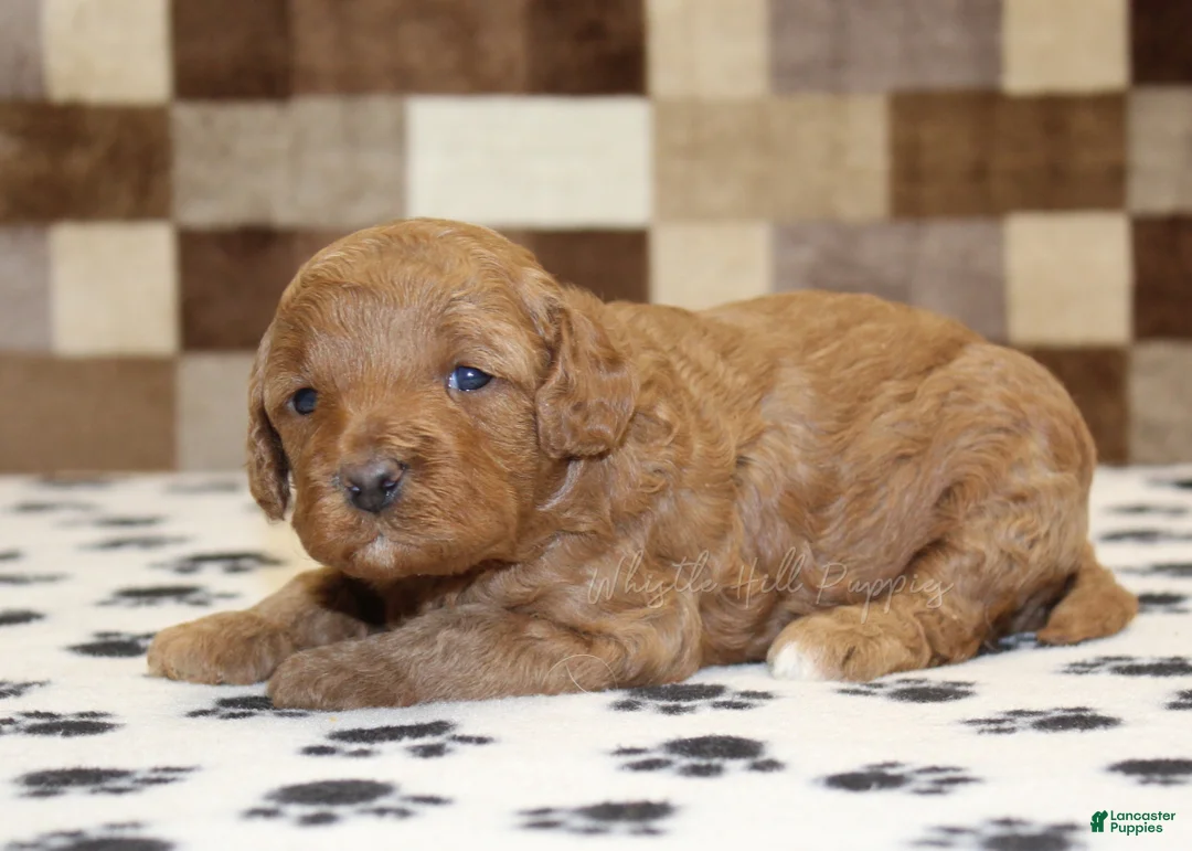 Cavapoo dogs for sale: Olivia - Ad 2