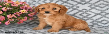 Taz