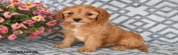 Cavapoo dogs for sale: Taz - Ad 1