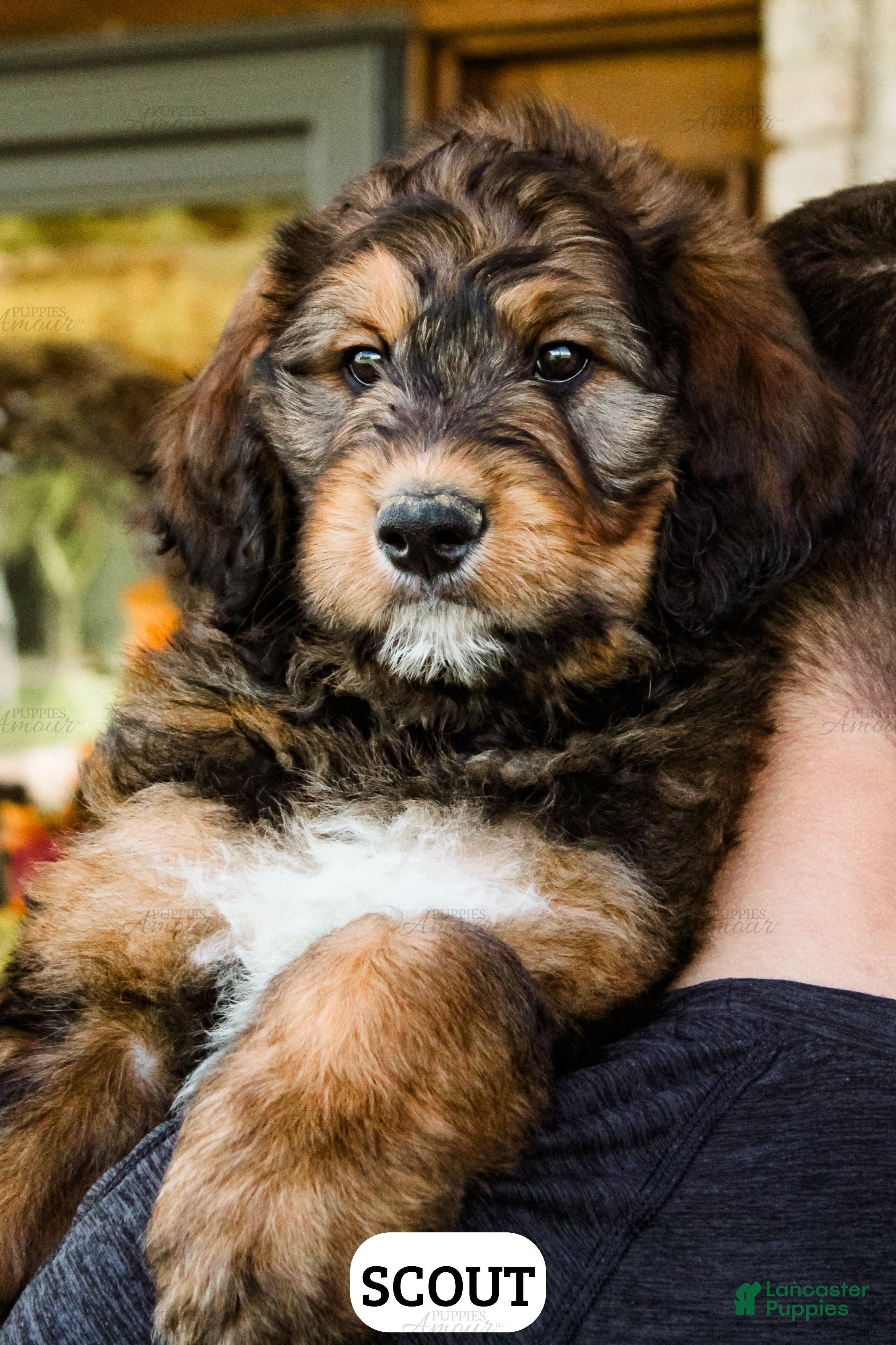 Bernedoodle dogs Scout - Ad 1