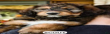 Scout