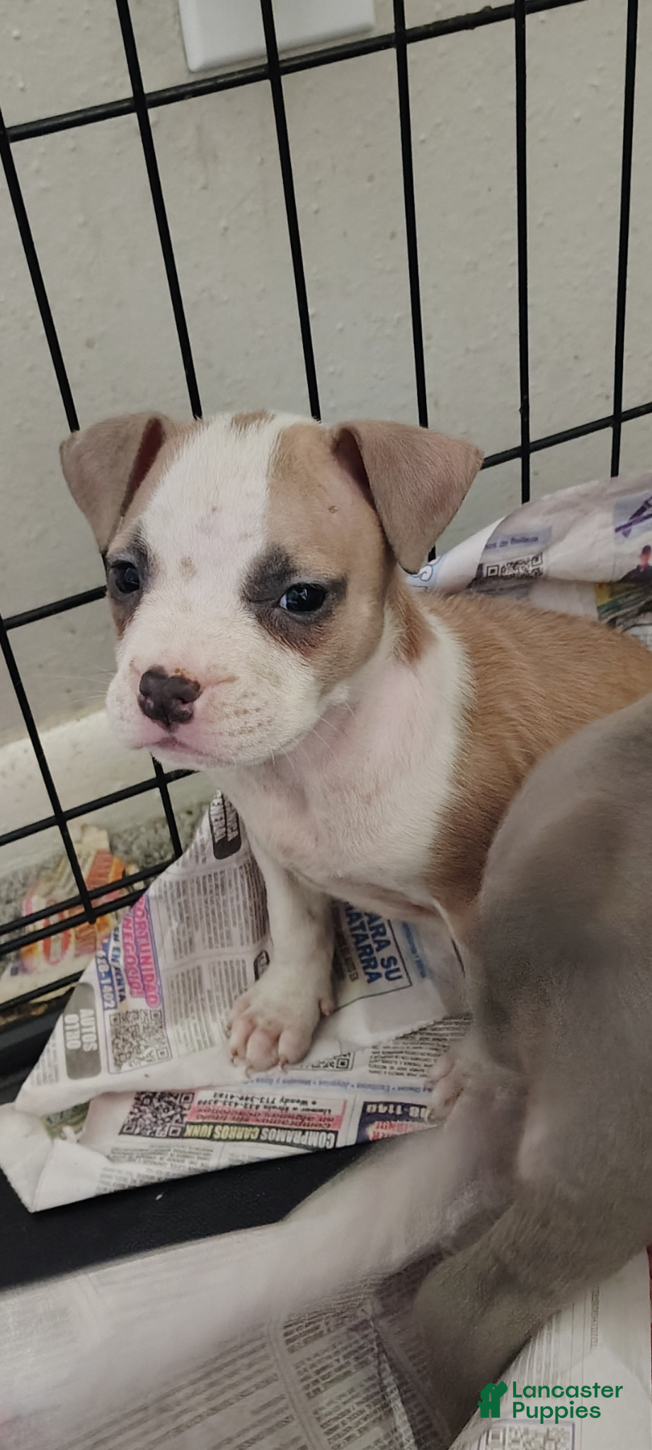 American Pit Bull Terrier dogs American Pit Bull Terrier Puppy 1 - Ad 2