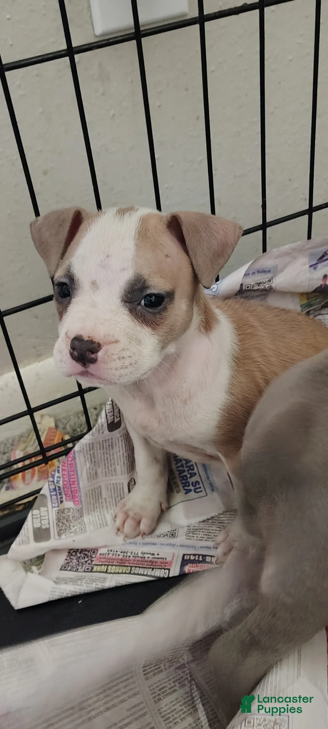 American Pit Bull Terrier dogs for sale: American Pit Bull Terrier Puppy 1 - Ad 2