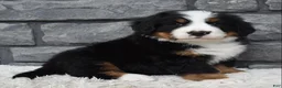 Bernese Mountain Dog dogs for sale: Bentley  - Ad 2