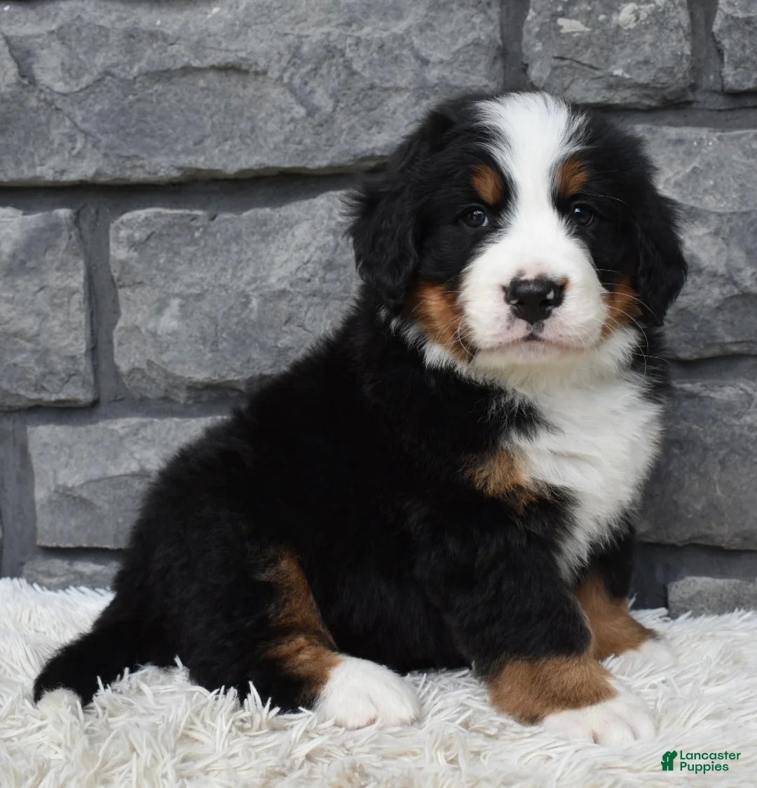 Bernese Mountain Dog dogs for sale: Bentley  - Ad 2