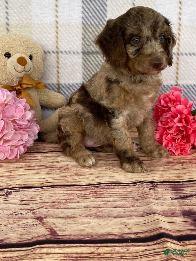 Miniature Labradoodle dogs Tillie - Ad 2