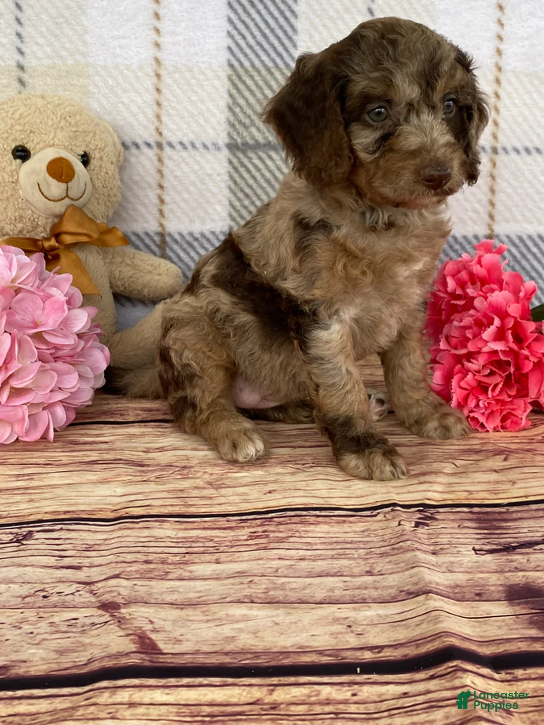 Miniature Labradoodle dogs for sale: Tillie - Ad 2