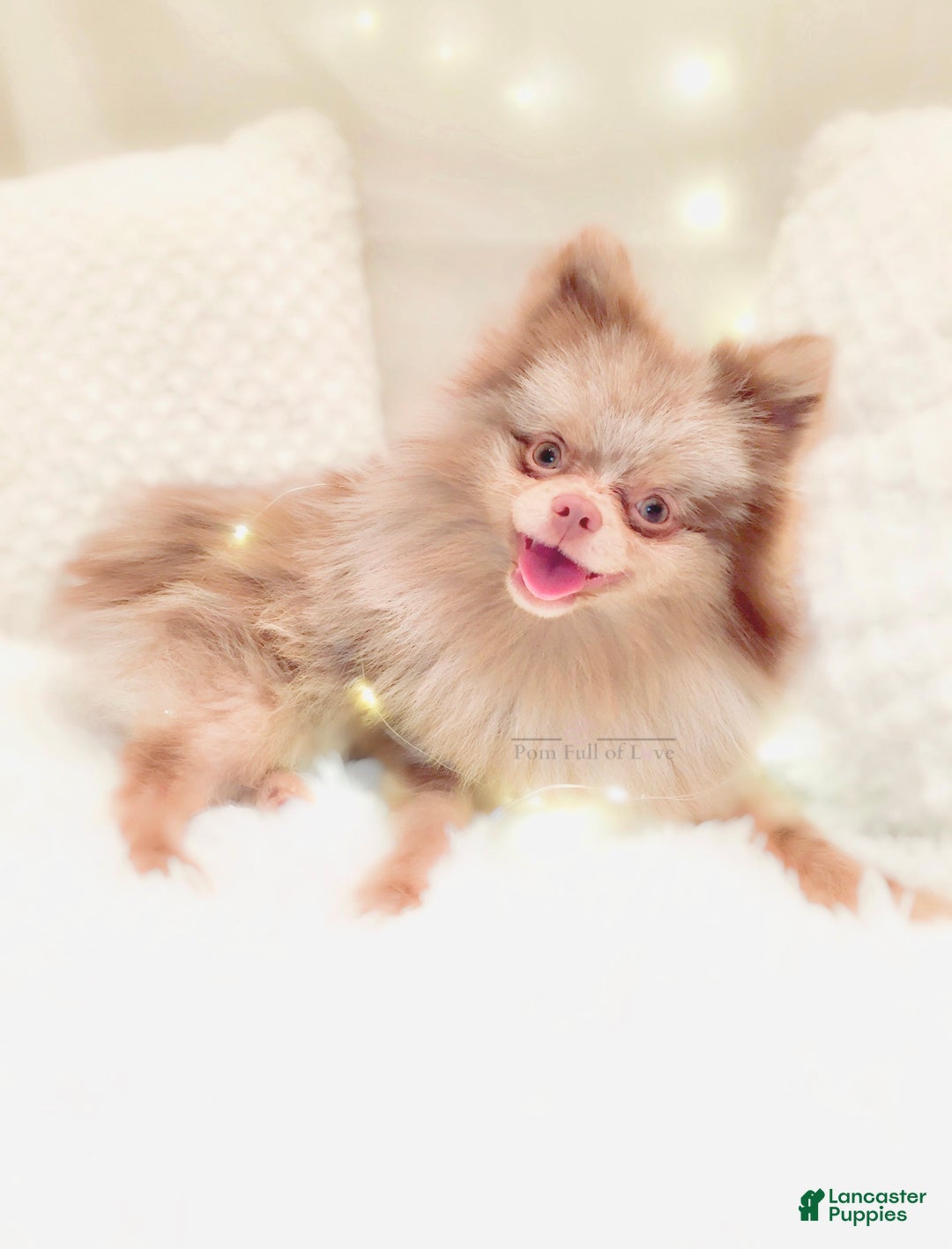 Pomeranian dogs for sale: AKC Aurora - Ad 8