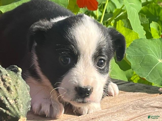 Mixed Breed dogs for sale: Rainy - Ad 31