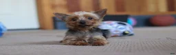 Yorkshire Terrier dogs for sale: Mitchell - Ad 10