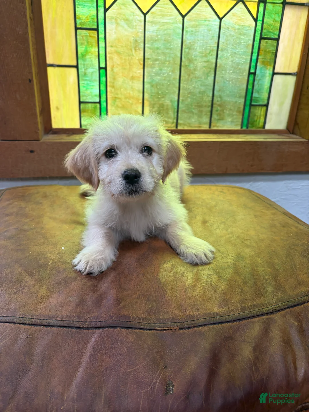Mixed Breed dogs for sale: Daisy - Ad 2