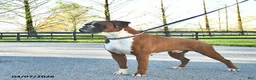Boxer dogs for sale: Pro Winston  - Ad 2