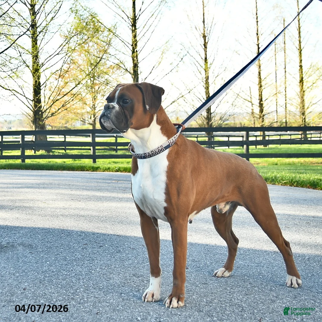 Boxer dogs for sale: Pro Winston  - Ad 2