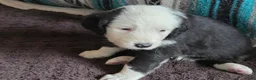 Sheepadoodle dogs for sale: Carol  - Ad 4