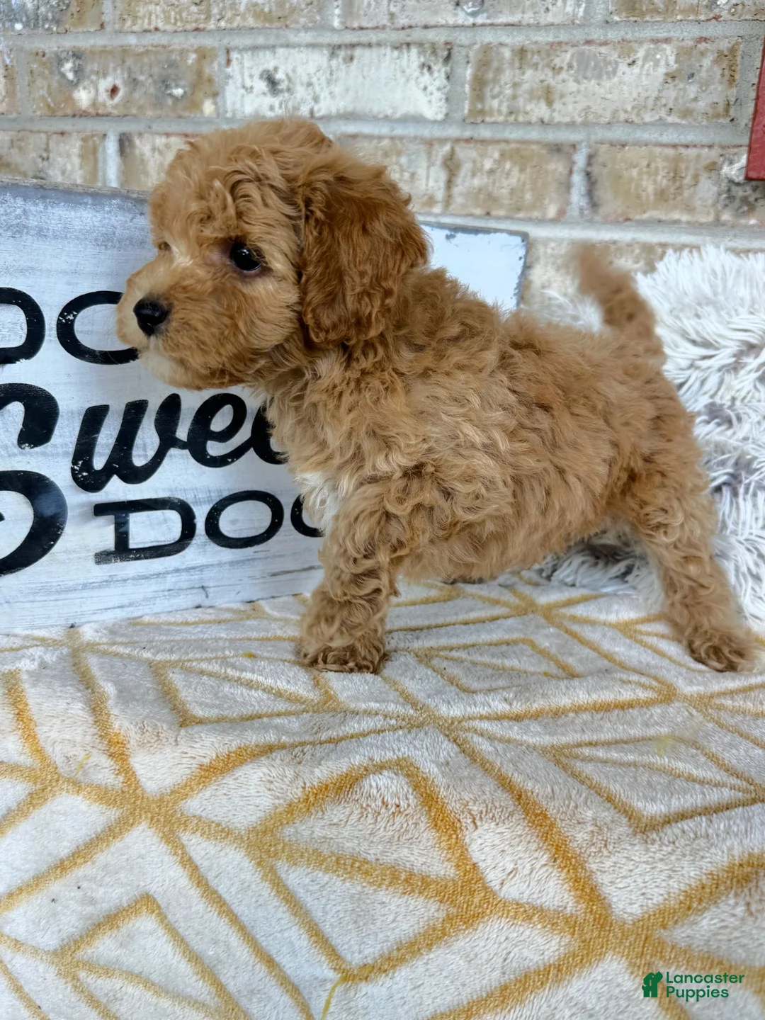Cavapoo dogs for sale: Remi - Ad 5