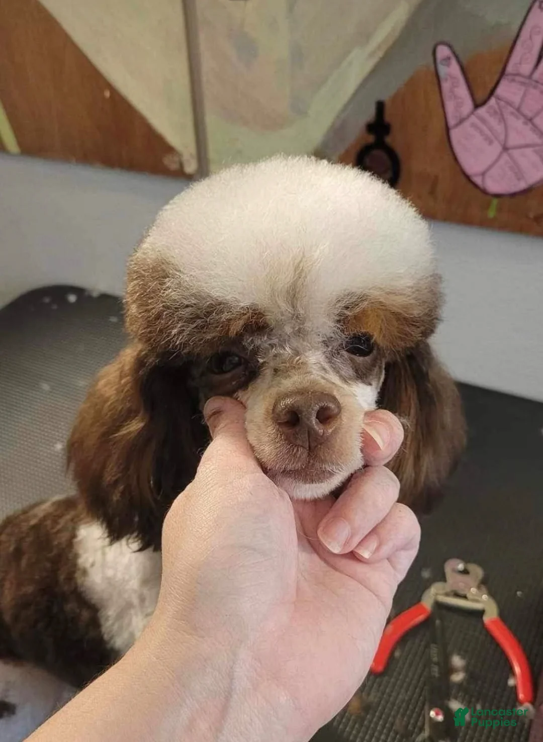 Toy Poodle dogs for sale: AKC Alfalfa - Ad 13
