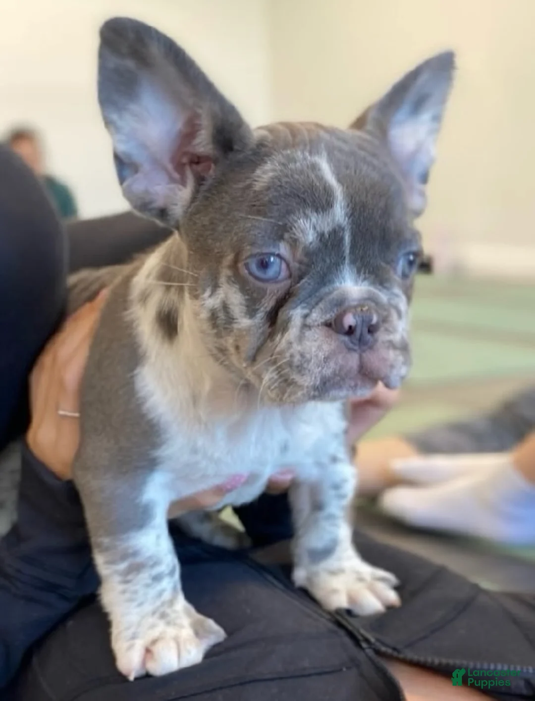 French Bulldog dogs for sale: Valencia - Ad 1