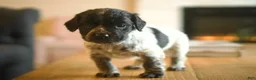 English Cocker Spaniel dogs for sale: Oscar - Ad 1