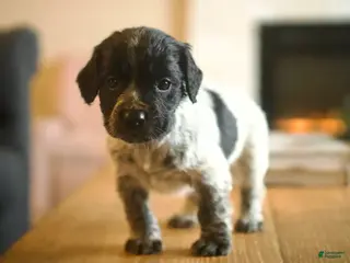 English Cocker Spaniel dogs Oscar - Ad 3