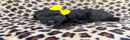 Aussiedoodle dogs for sale: Dixie  - Ad 3