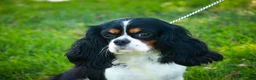 Cavalier King Charles Spaniel dogs for sale: Evie - Ad 8