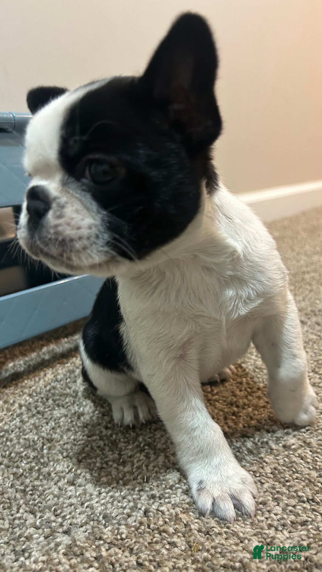 Frenchton dogs for sale: Scarr  - Ad 4