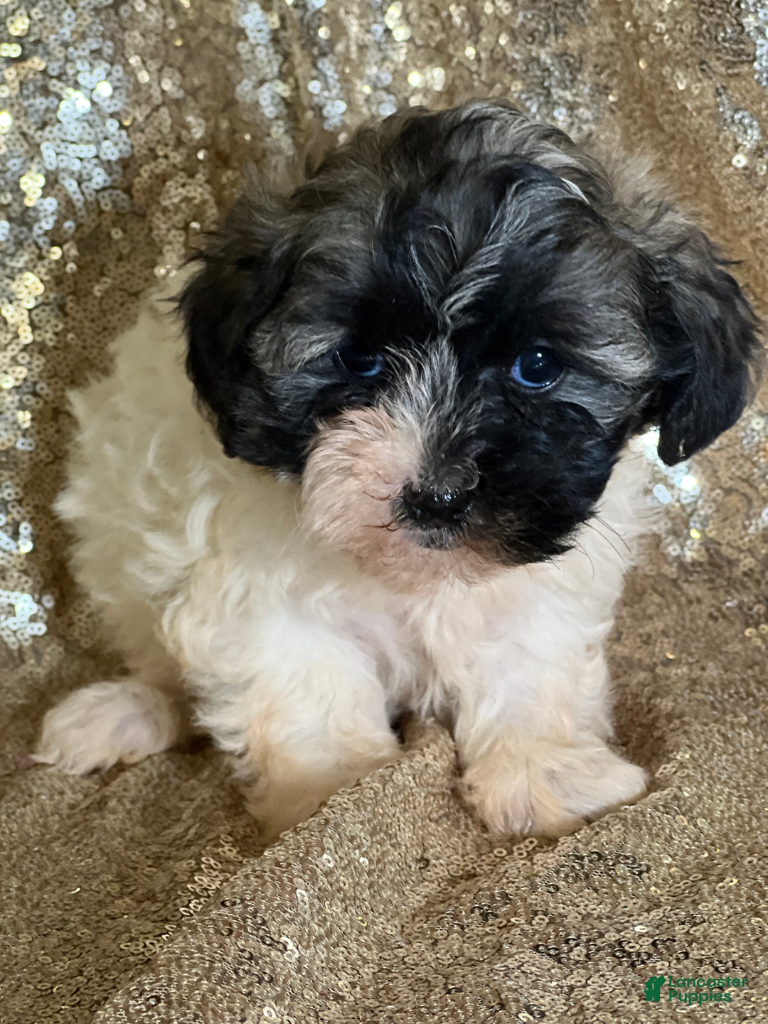 Shihpoo dogs for sale: Twinkle - Ad 2