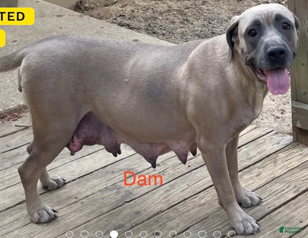 Cane Corso dogs for sale: Star - Ad 10