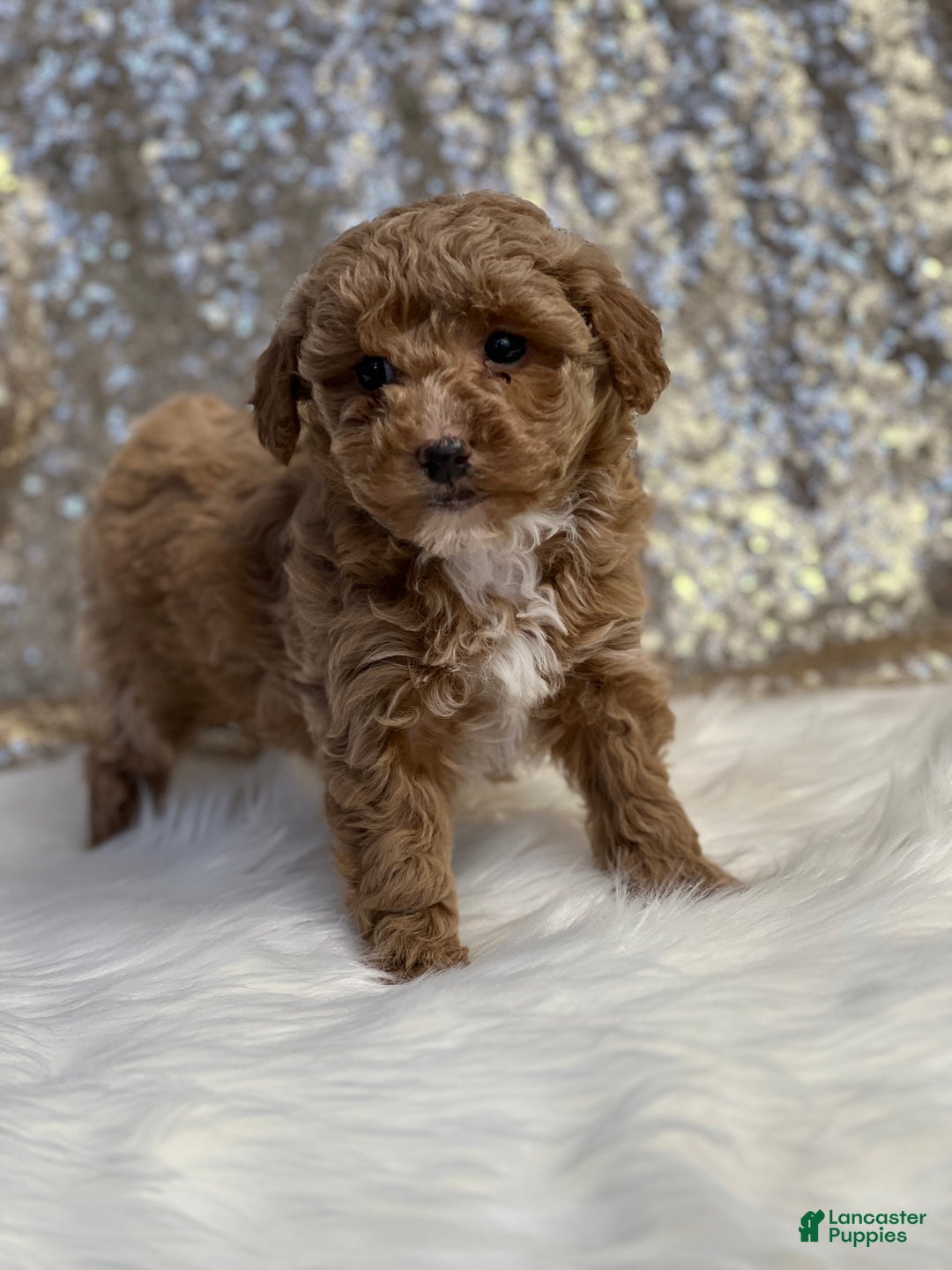 Miniature Poodle dogs for sale: Carmel  - Ad 1