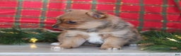 Mixed Breed dogs for sale: Starr - Ad 3