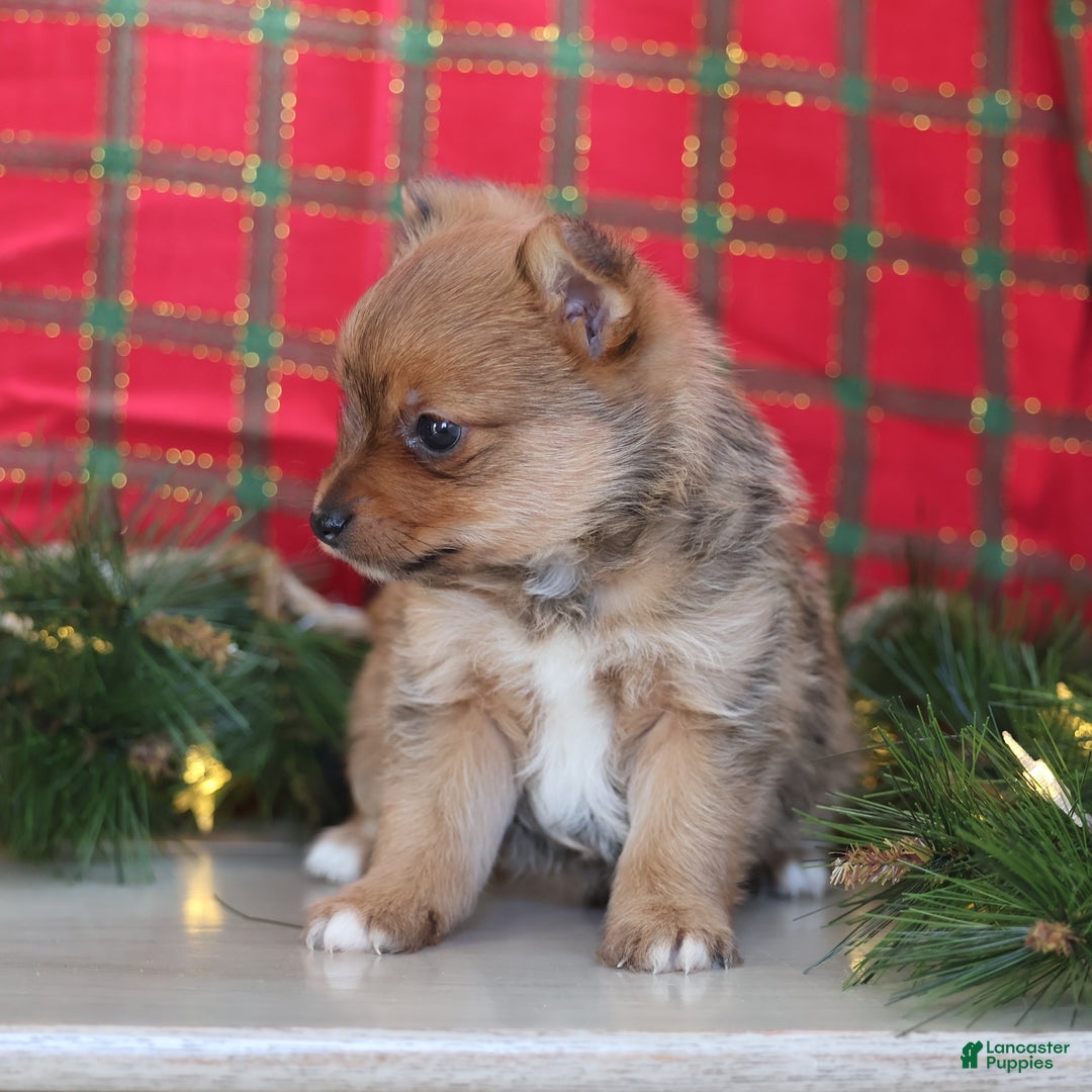 Mixed Breed dogs for sale: Starr - Ad 3