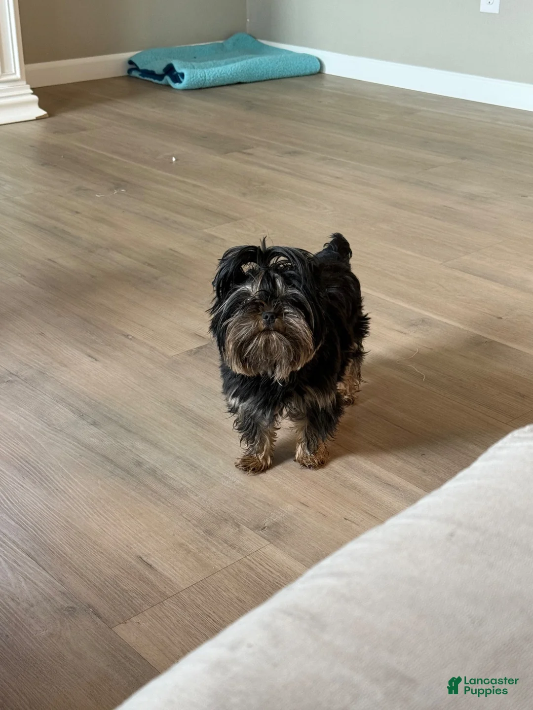 Yorkshire Terrier dogs for sale: Yorkshire Terrier 2 - Ad 6