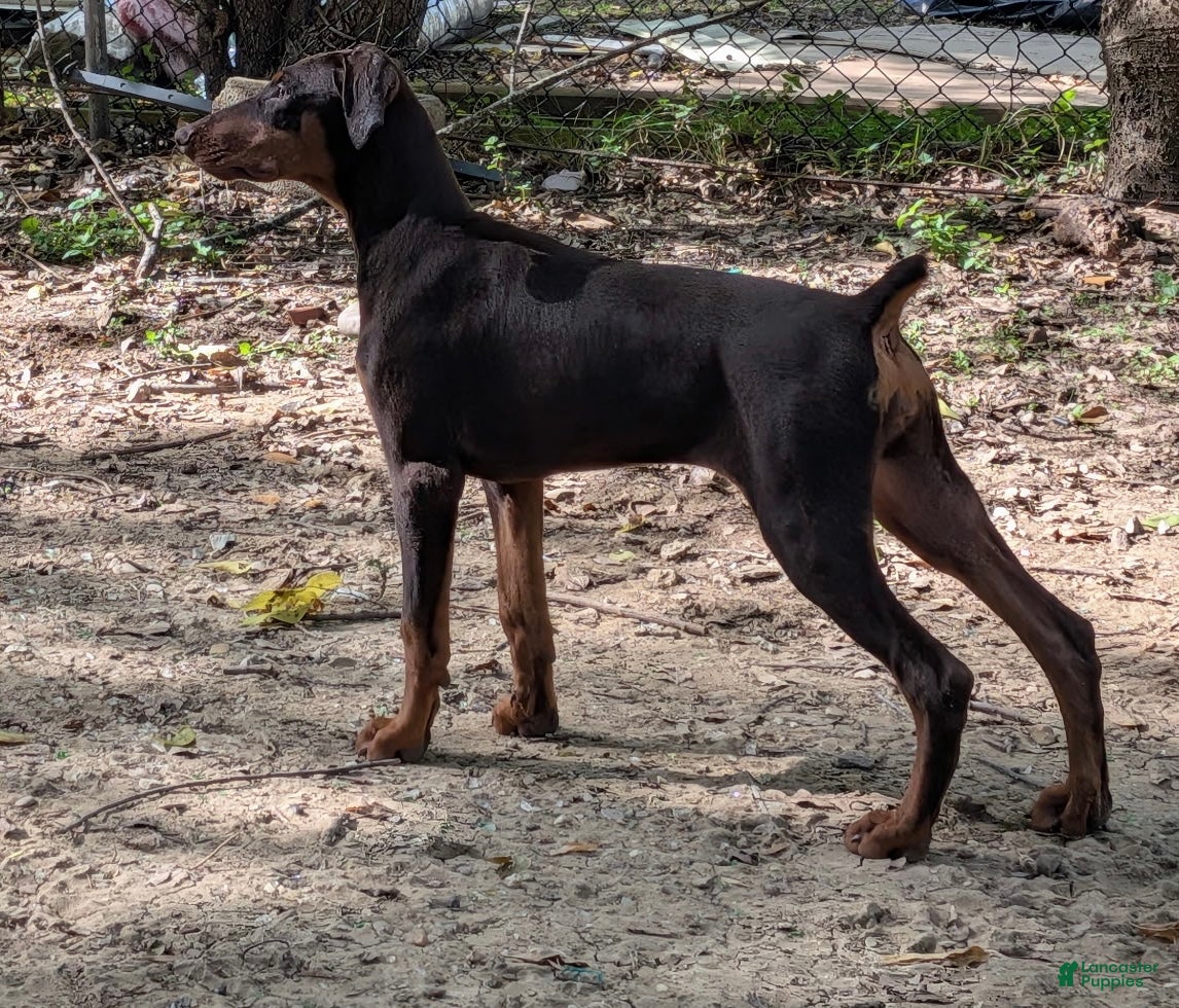 Doberman Pinscher dogs Doberman Pinscher 4 - Ad 1