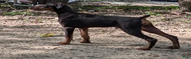 Doberman Pinscher 4