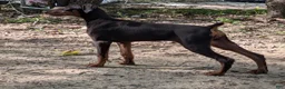 Doberman Pinscher dogs for sale: Doberman Pinscher 4 - Ad 1